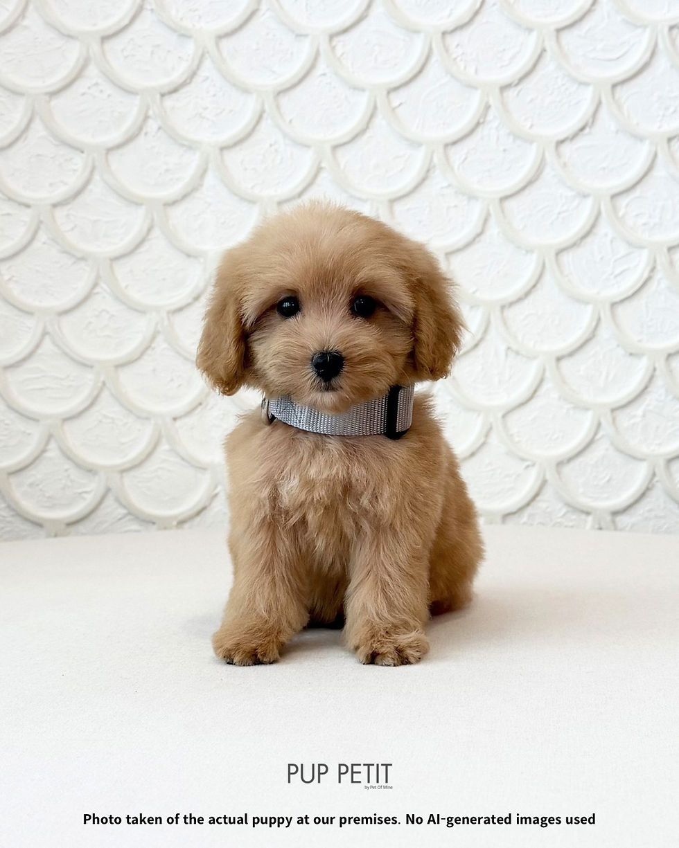 Thumbnail: Toy Maltipoo