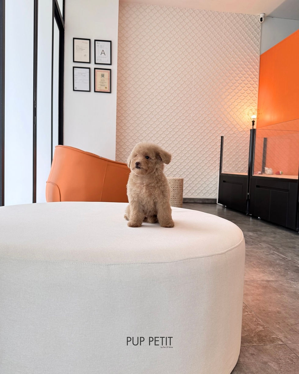 Thumbnail: Toy Poodle 