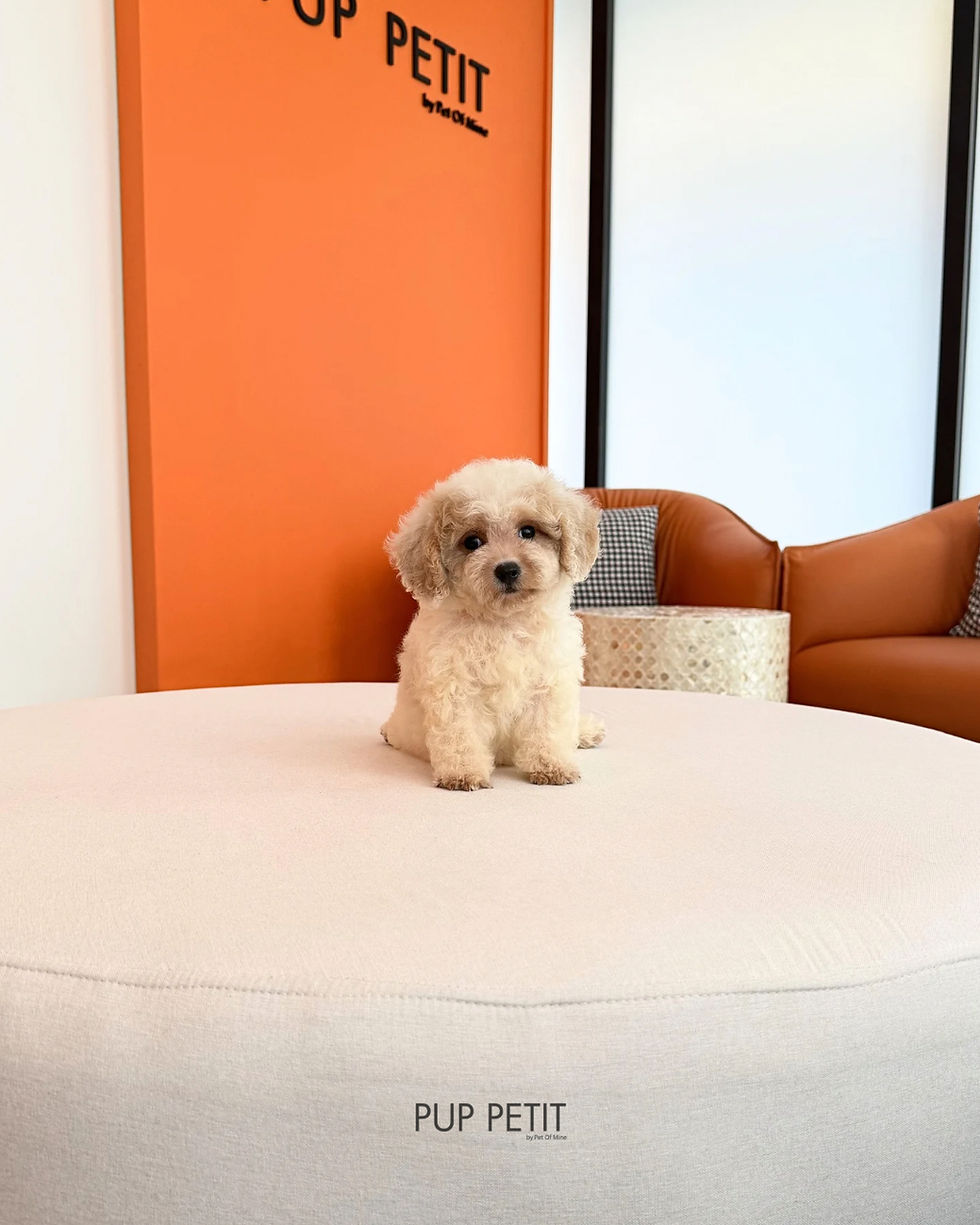 Thumbnail:  Toy Cavapoo