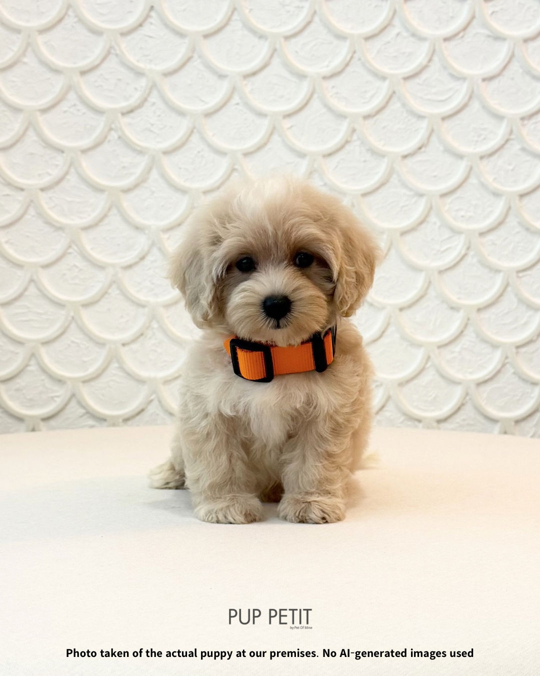 Toy Maltipoo