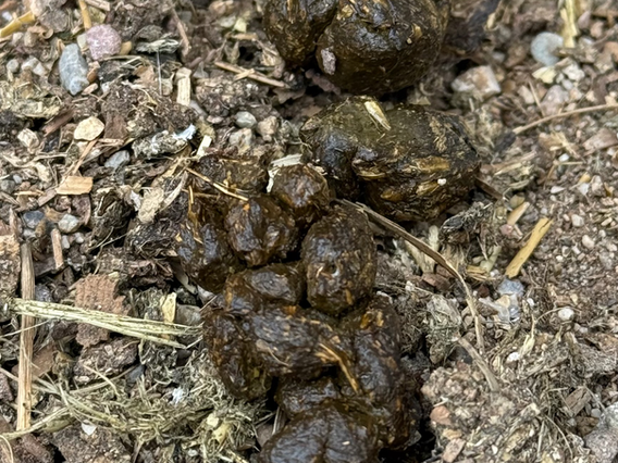 35 - Poop in a Pile