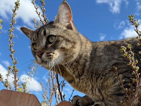 Henry the Triumphant (12)