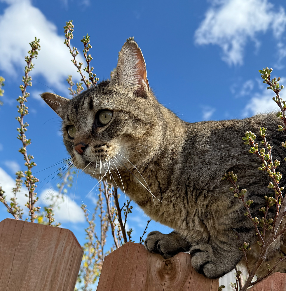 Henry the Triumphant (12)