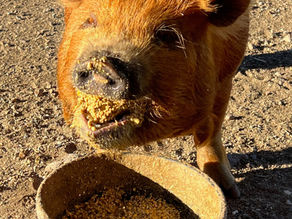 6 - Eat Pigs