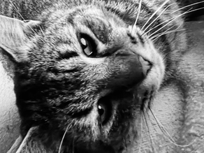 Henry the Cat (1)