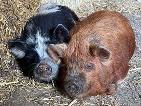 1 - Some Pigs