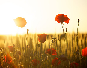 poppies-174276_1280.jpg