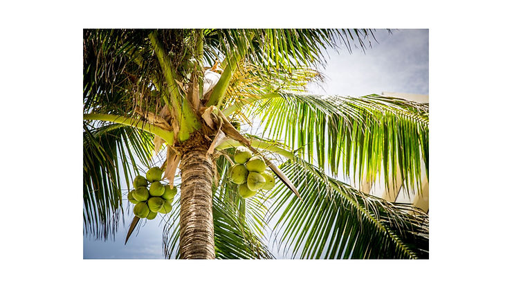 Palmera de coco