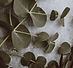 Christmas background - pine, eucalyptus,