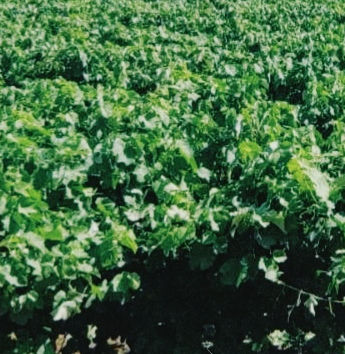 dclassic 2025-04-16 151801_edited.jpg