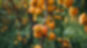 tree-with-bunch-fruits-that-has-date-march.jpg