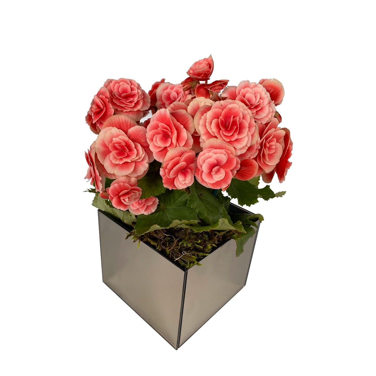 CACHEPOT 21,5X21,5X17,5