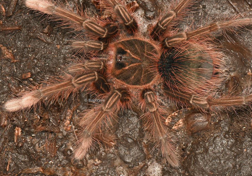 Theraphosa Apophysis