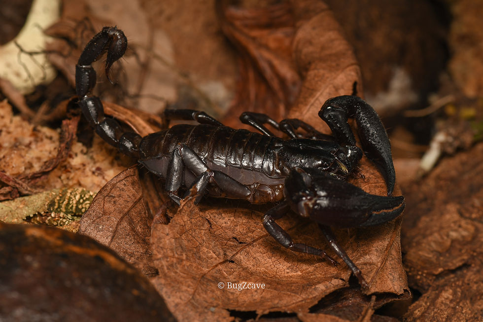 Thumbnail: Heterometrus Sp.