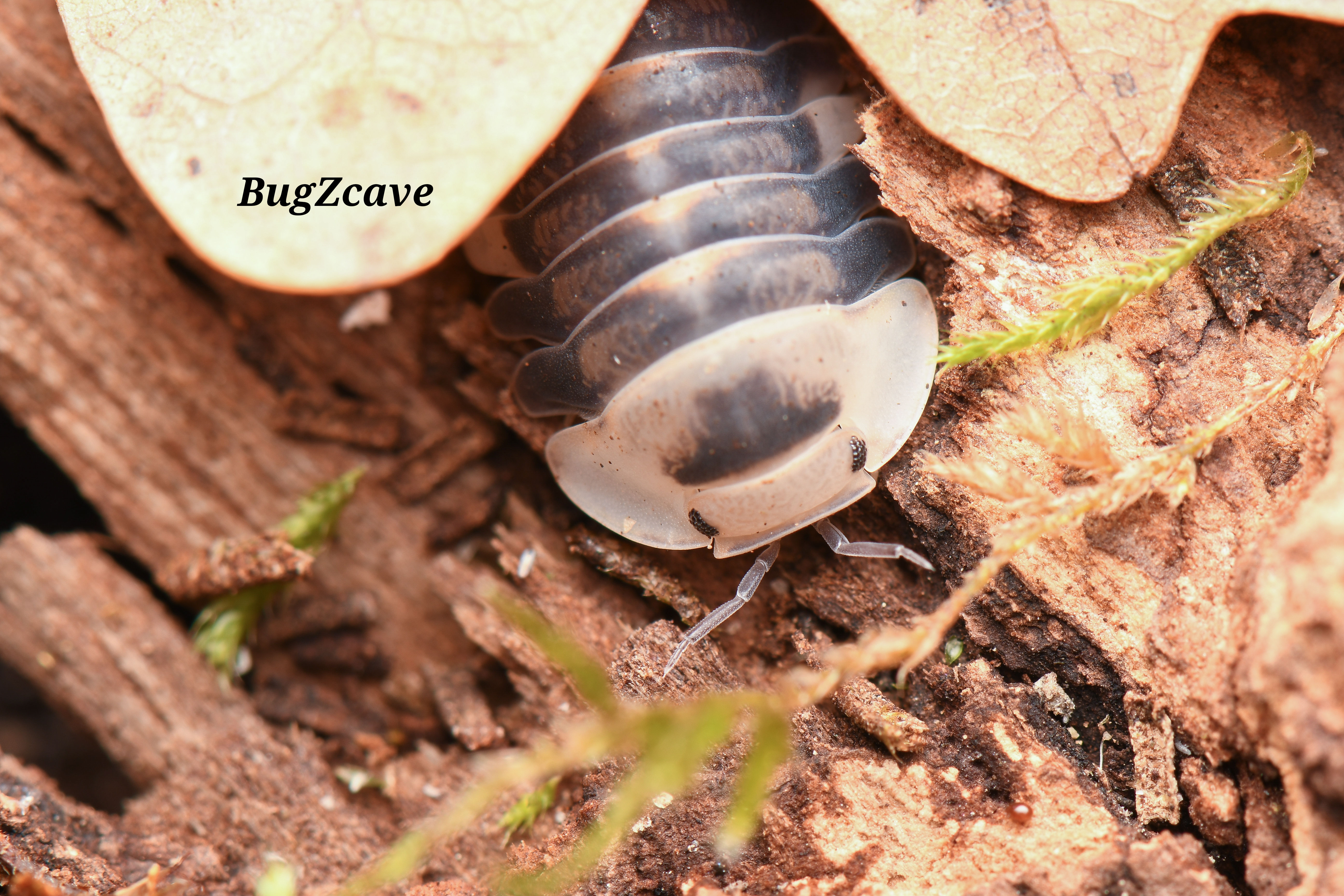 Cubaris Sp White Ducky