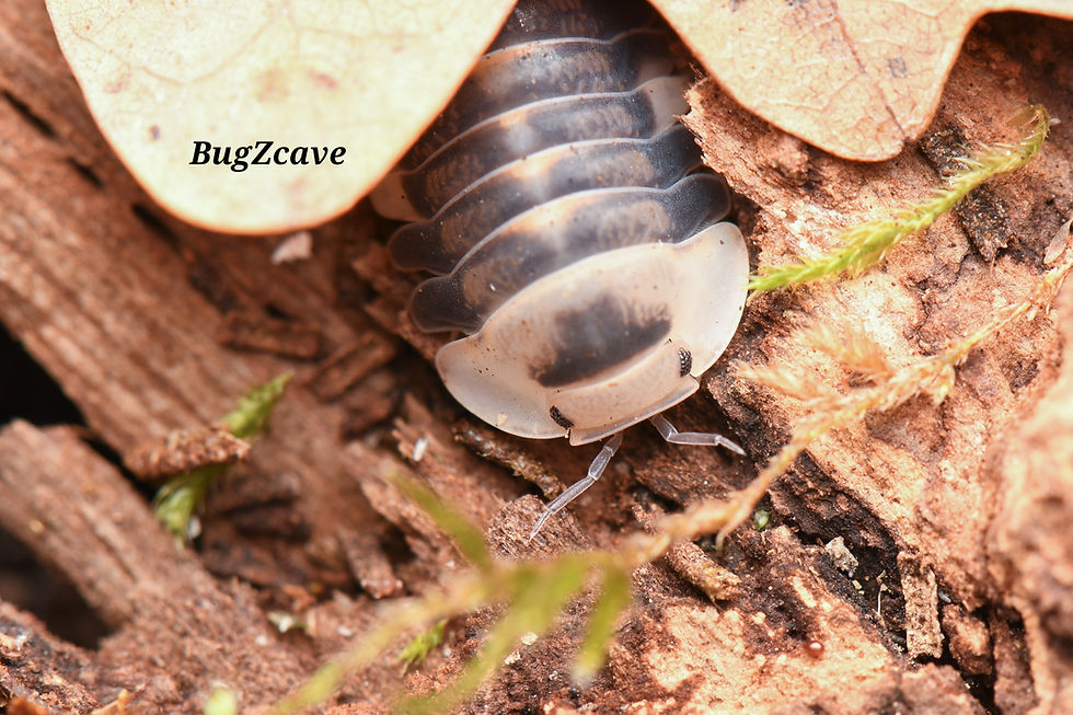 Cubaris Sp White Ducky