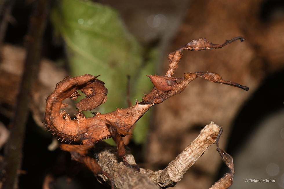 Miniature : Extatosoma Tiaratum
