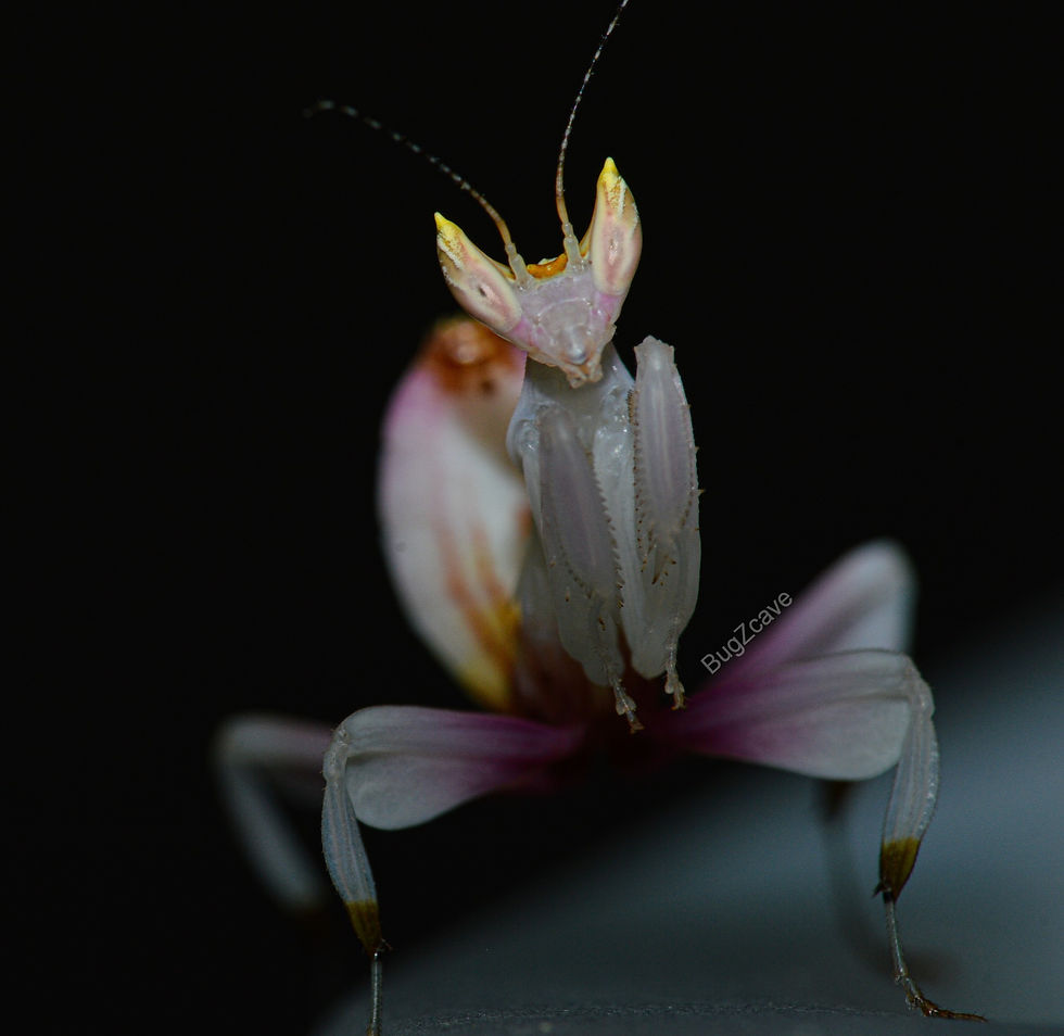 Miniature : Hymenopus Coronatus