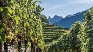Alto Adige e viticoltura eroica, i nostri assaggi della linea Aristos di Cantina Valle Isarco