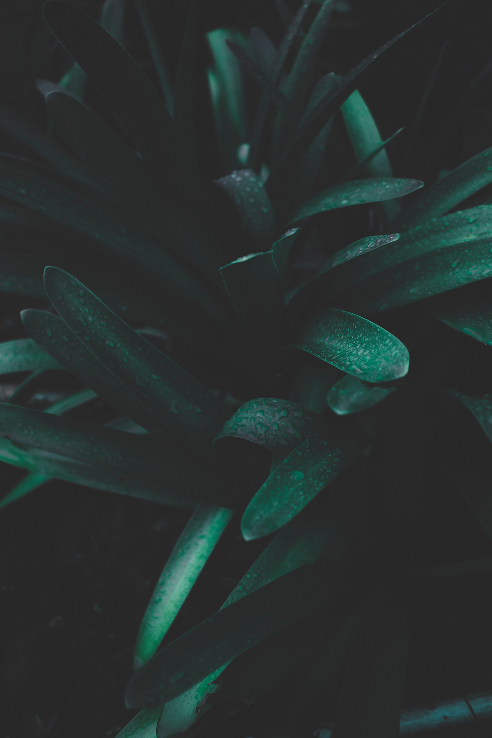 Atelier en ligne: Méditation-Cercle de parole-Découverte d'un outil de coaching 