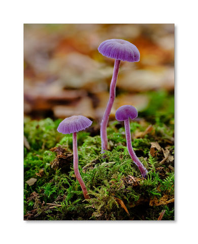 Amethyst Deceiver at Godolphin, Cornwall