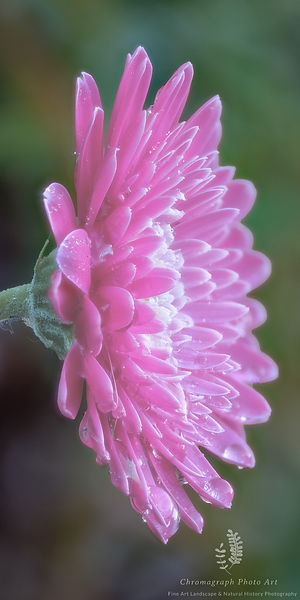 Pink Gerbera