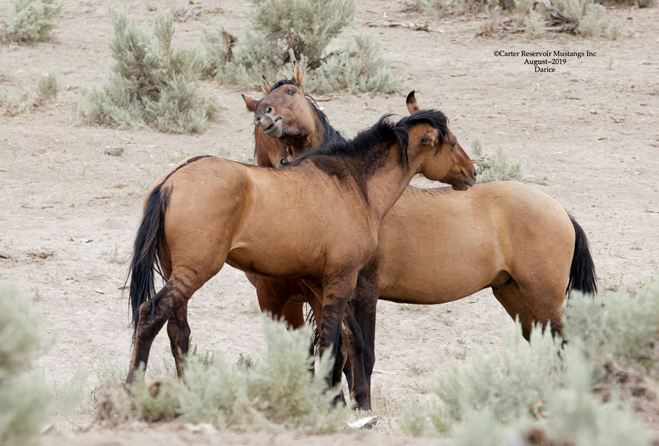 Extreme Dun Factor Carter Reservoir Wild Horse, California Spanish Mustang horse, #CarterWOWfactor