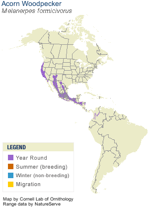 Acorn Woodpeck Map