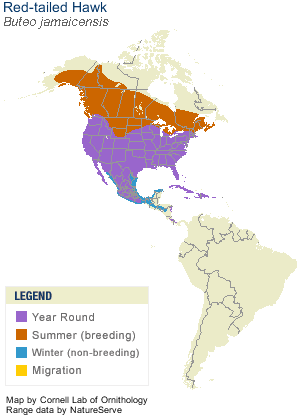 Redtailed Hawk Map