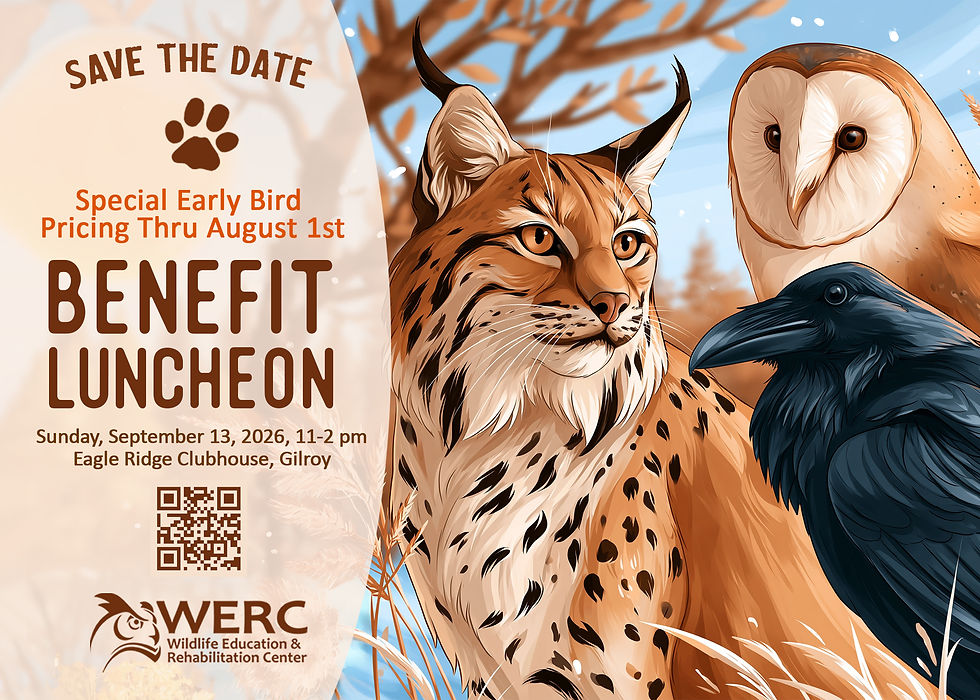 WERC Benefit Luncheon