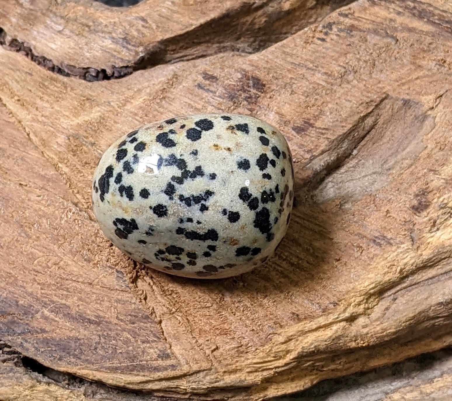Dalmatian Jasper Tumbled Stone 18g As Pictured