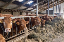Winter Accommodation for Beef Animals. Cozy Stock make great calves.