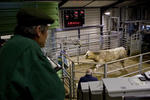 DoneDeal moo-ves fast to help Cattle farmers trade online.