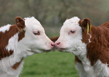Monitor your herds mood as you move stock indoors for the Winter. Here's what to keep an eye out for