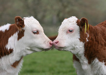Monitor your herds mood as you move stock indoors for the Winter. Here's what to keep an eye out for
