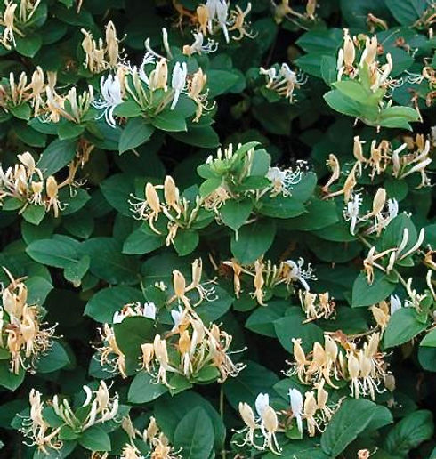 19_japanesehoneysuckle.jpeg