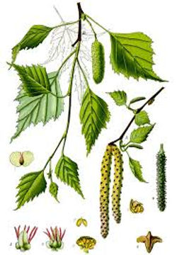 Bouleau verruqueux