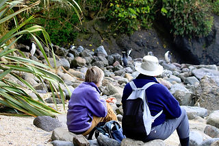 Penguin spotting