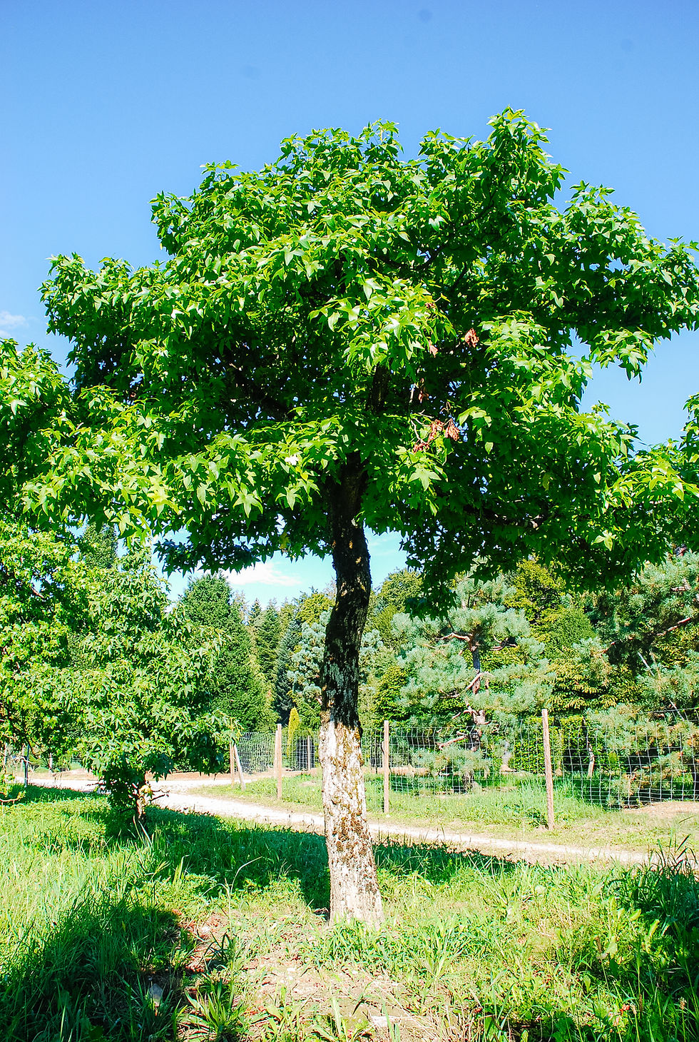 Dachform