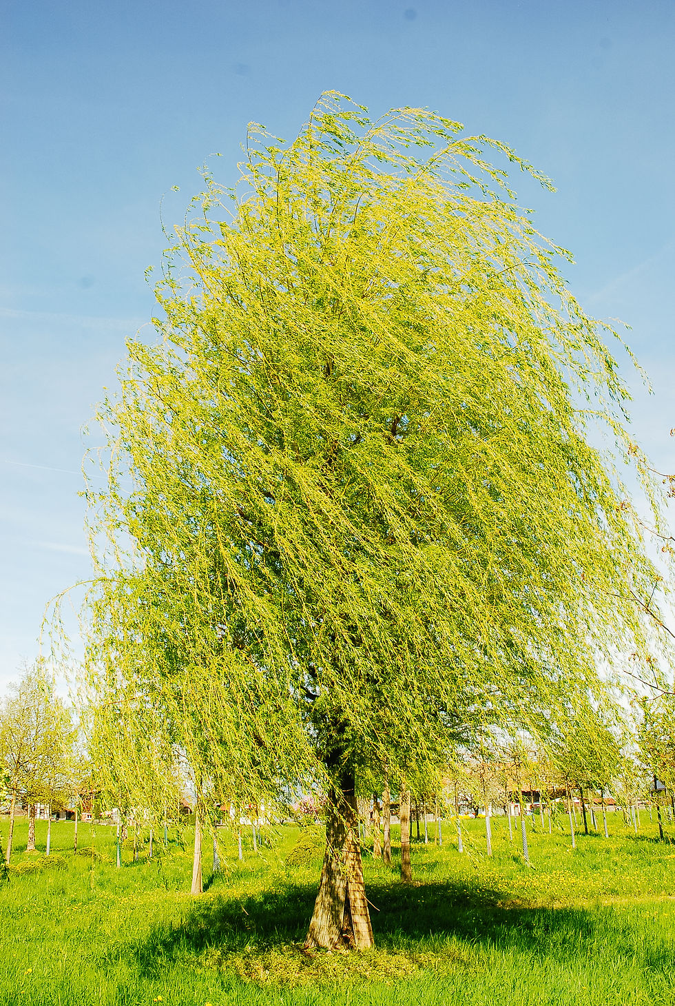 Alleebaum
