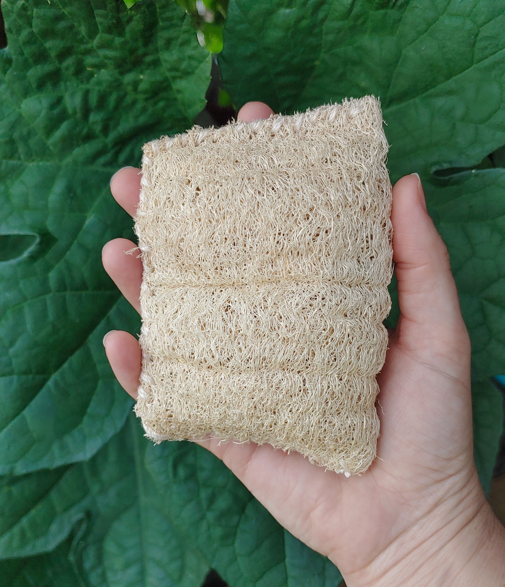 Loofah Sponge