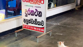 産廃許可 行政書士 石垣市 石垣島 とらねこ行政書士