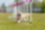 dog-running-through-the-weaves-in-the-agility-cour-2023-11-27-05-10-43-utc.jpg