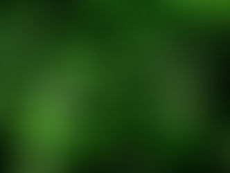 Bärlauchsammeln leicht gemacht