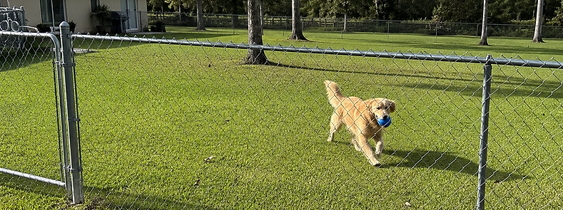 Golden retriever playing fetch in a chainlink fenced backyard in Marion County, Florida