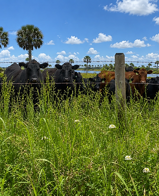 Black Angus cattle behind a barbed wire fence on a North Central Florida farm — Penrod Lumber & Fence serving Ocala, Bushnell, and Marion County