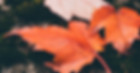 Red Leaves