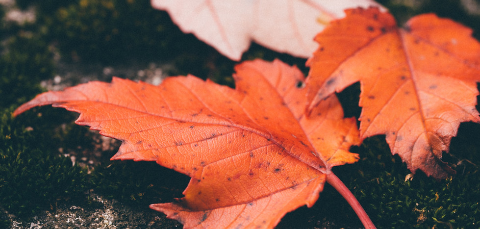 Red Leaves