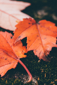 Red Leaves