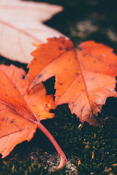 Red Leaves